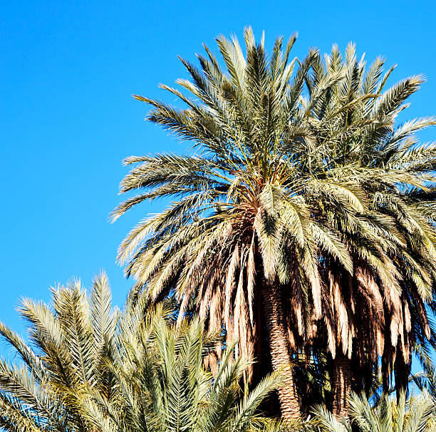 istock tropical palm in morocco africa alone   and the sky 520548184