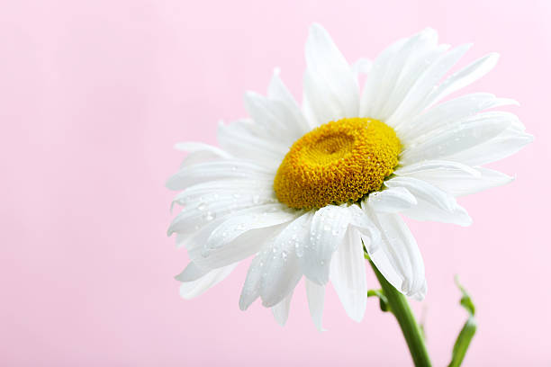 istock Chamomile flower on a pink background 520548944