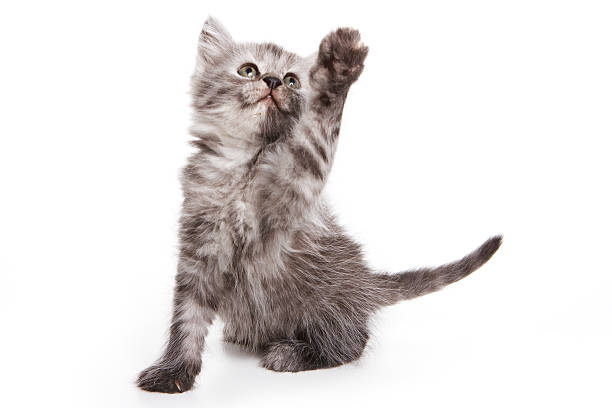 istock Gray fluffy cat with a raised paw (isolated on white) 520550316