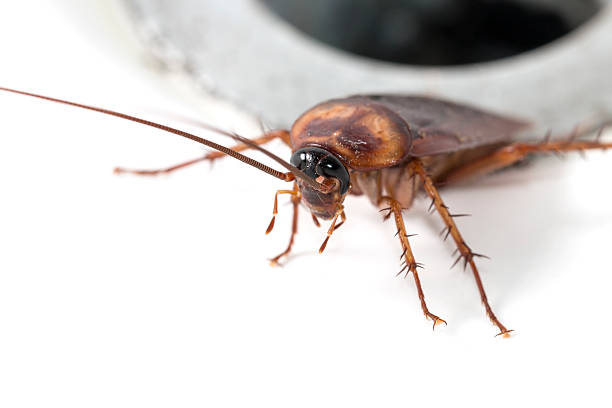 Close-up brown cockroach in a sink isolated white background