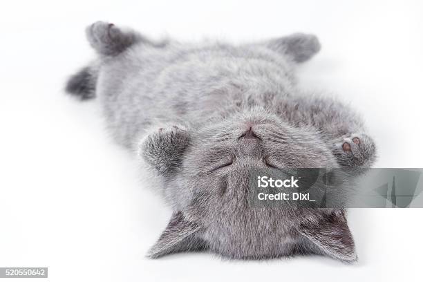 Gray British Fluffy Kitten Lying On His Back Stock Photo - Download Image Now - Domestic Cat, Sleeping, Cub