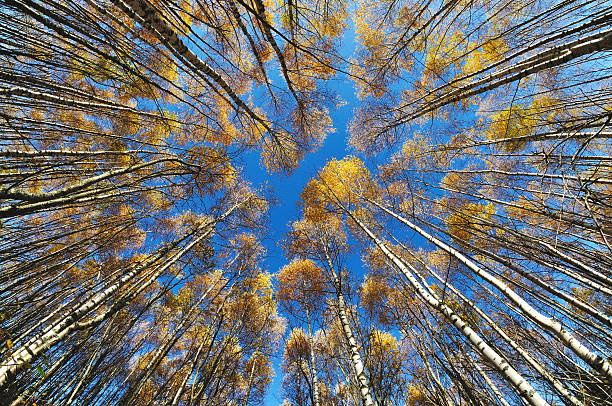 istock tops of trees on blue sky 520550648