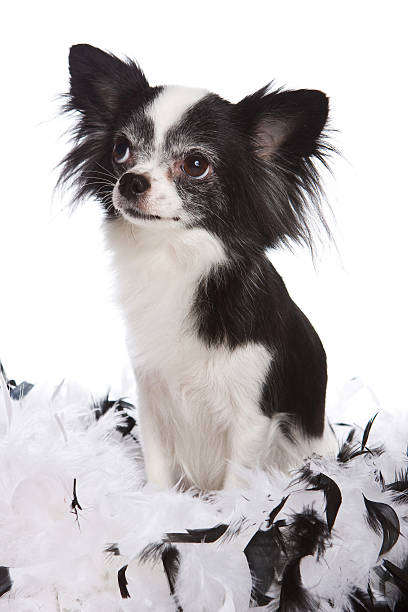 istock Chihuahua puppy and feathers (isolated on white) 520550698