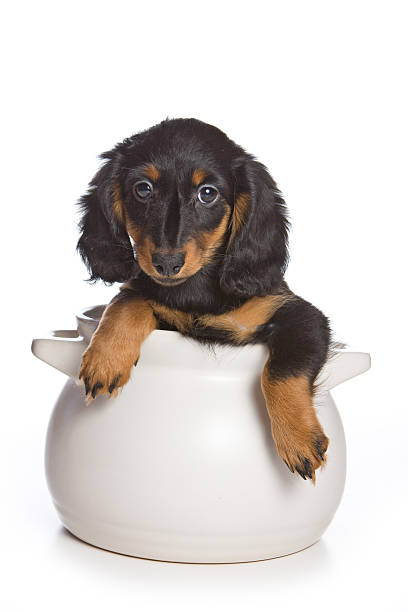 istock Dachshund puppy in a pan (isolated on white) 520551226