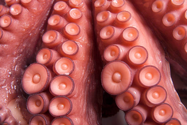 octupus tentacle detail