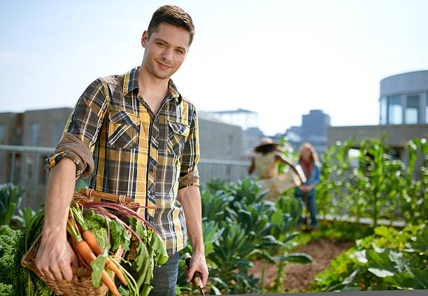 дружелюбный человек сбора свежих овощей из сада на крыше теплице - built structure green business city стоковые фото и изображения