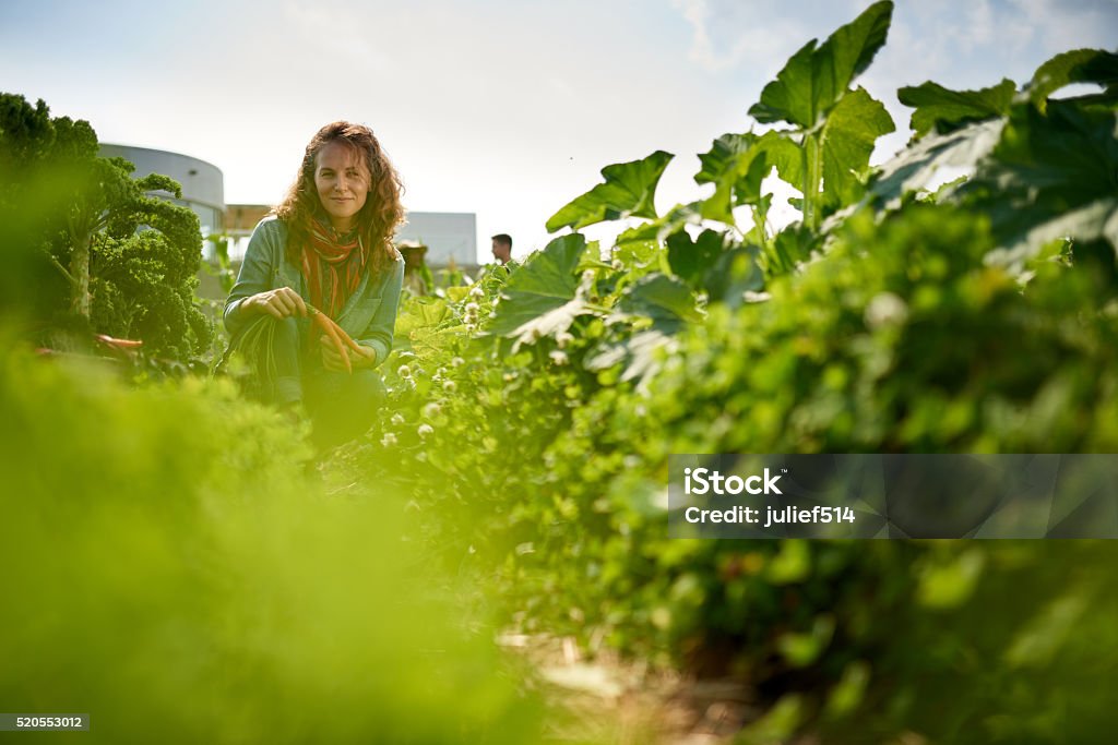 Friendly woman harvesting fresh vegetables from the rooftop greenhouse garden Female gardener tending to organic crops and picking up a bountiful basket full of fresh produce City Stock Photo