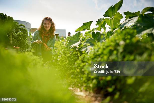 Friendly Woman Harvesting Fresh Vegetables From The Rooftop Greenhouse Garden Stock Photo - Download Image Now
