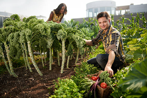 equipe colheita de legumes frescos da estufa do jardim na cobertura - built structure green business city - fotografias e filmes do acervo