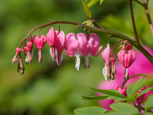 istock Spring flowers series, Bleeding Heart flower 520553232
