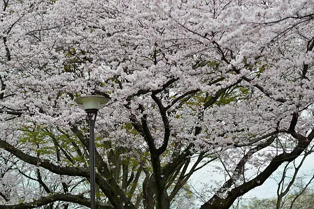Photo of Spring at Full Bloom in Japanese Garden