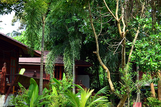 istock plants and jungle at a resort in thailand 520553486