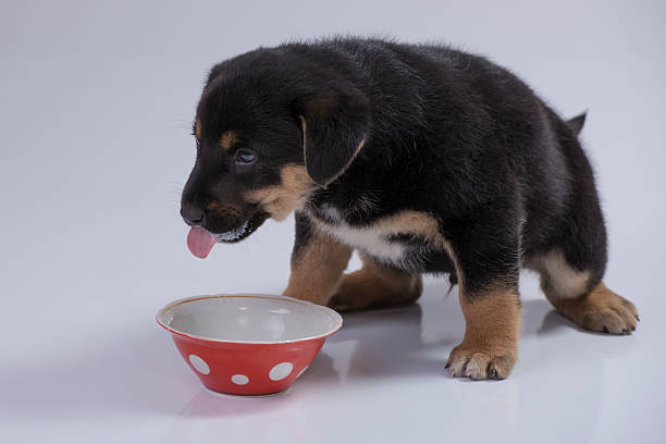 istock Don't bother, I drink milk! 520554042