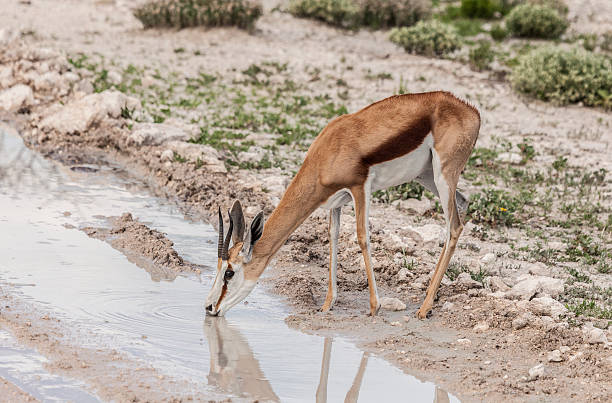 istock Springbok, Antidorcas marsupialis, drinking, side of track; Etosha_N.P., Namibia 520554640