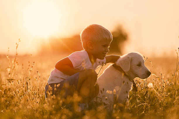 giovane bambino di cucciolo di d'oro retriever cane guardando destra - puppy young animal dog labrador retriever foto e immagini stock