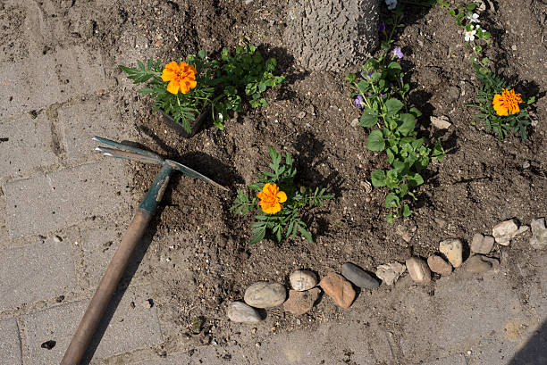 istock Middle age woman gardening 520556398