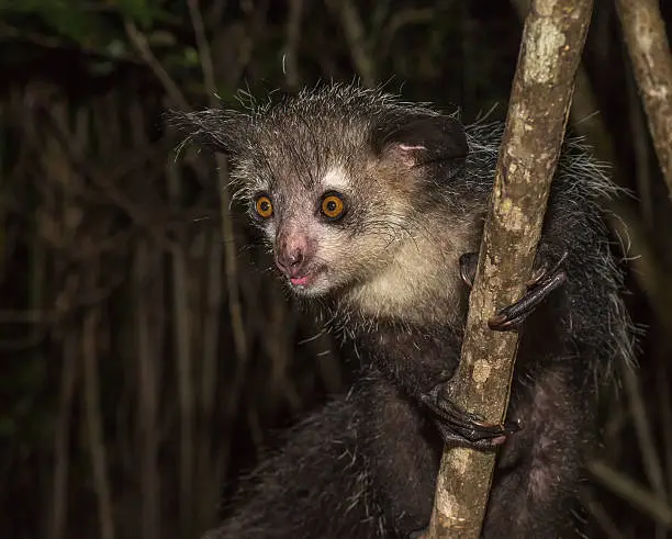 Photo of Aye-aye, nocturnal lemur of Madagascar