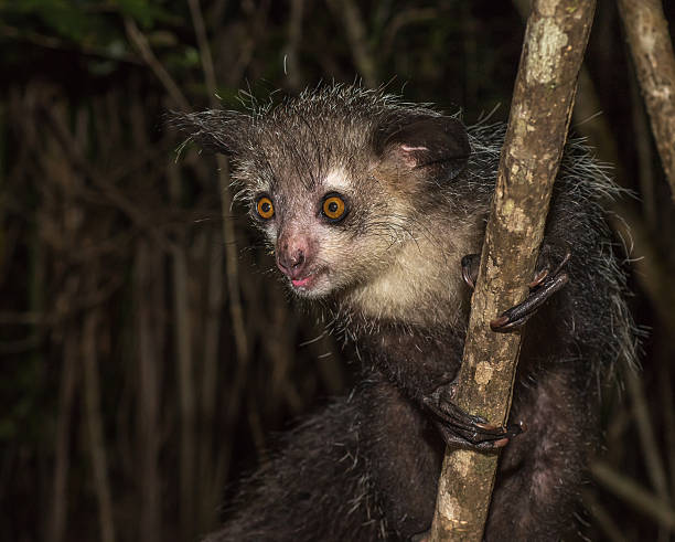 Ai-ai, nocturnos Lémur de Madagáscar - fotografia de stock