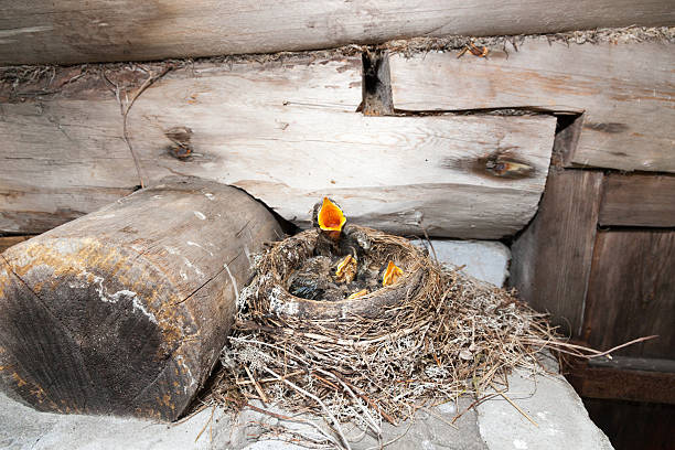 Nest of the Fieldfare (Turdus pilaris).  The photo was taken in the Kandalaksha Gulf of the White Sea. Russia, Murmansk region.