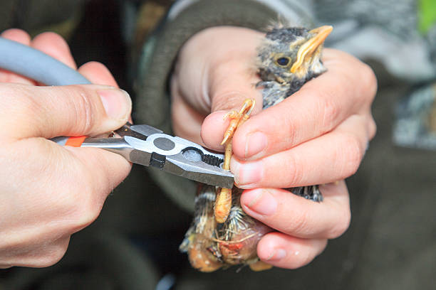 istock Turdus pilaris, Fieldfare 520563243