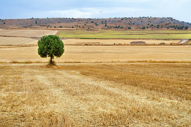 istock Lone tree in a grain field after harvest 520564023