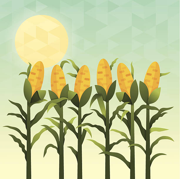 cornfield - autumn corn corn crop field stock-grafiken, -clipart, -cartoons und -symbole