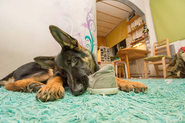 German shepard puppy, eating shoes stock photo