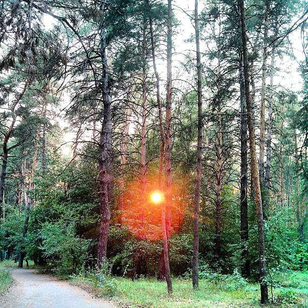 istock Sunset in the wood. 520566247