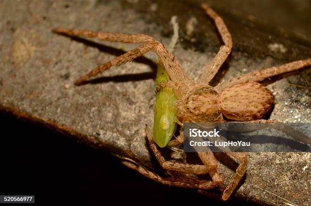 Crab Spider With Froghopper Prey Stock Photo - Download Image Now - Animal Behavior, Animal Wildlife, Animals Hunting