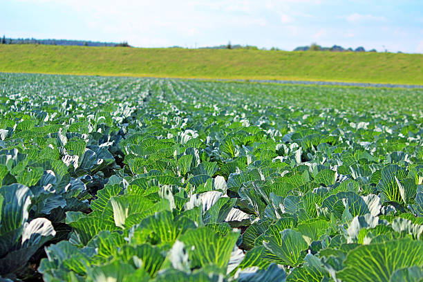 istock Plantation of the cabbage 520567395