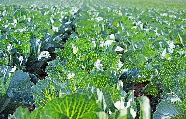 istock Plantation of the cabbage 520567397