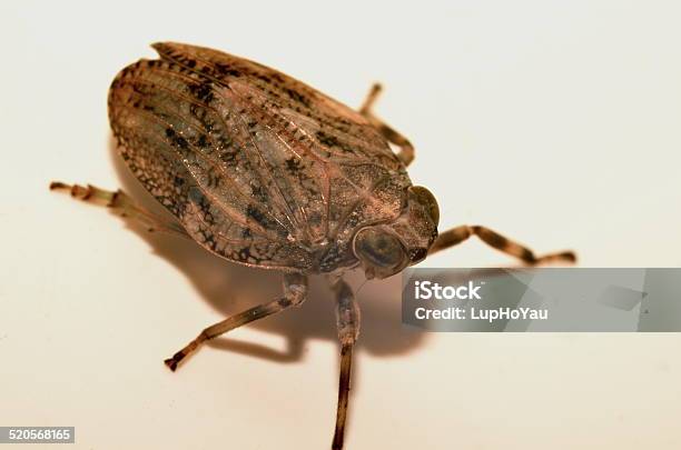 Froghopper Insect Stock Photo - Download Image Now - Animal, Animal Wildlife, Horizontal