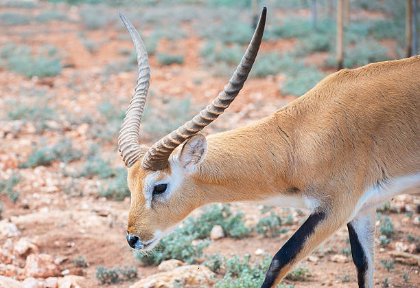 istock Addax walking in national park. 520568359