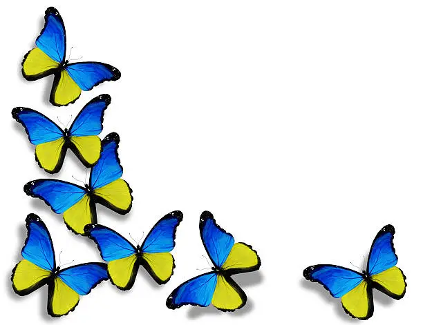 Ukrainian flag butterflies, isolated on white background