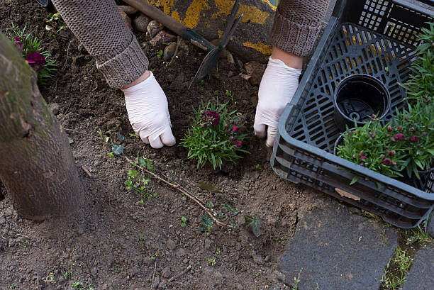 istock Middle age woman gardening 520579274