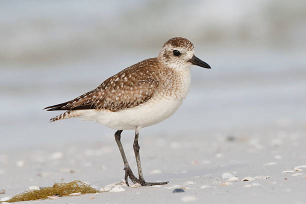 アメリカンゴールドフエコチドリで、フロリダのビーチ - golden plover ストックフォトと画像