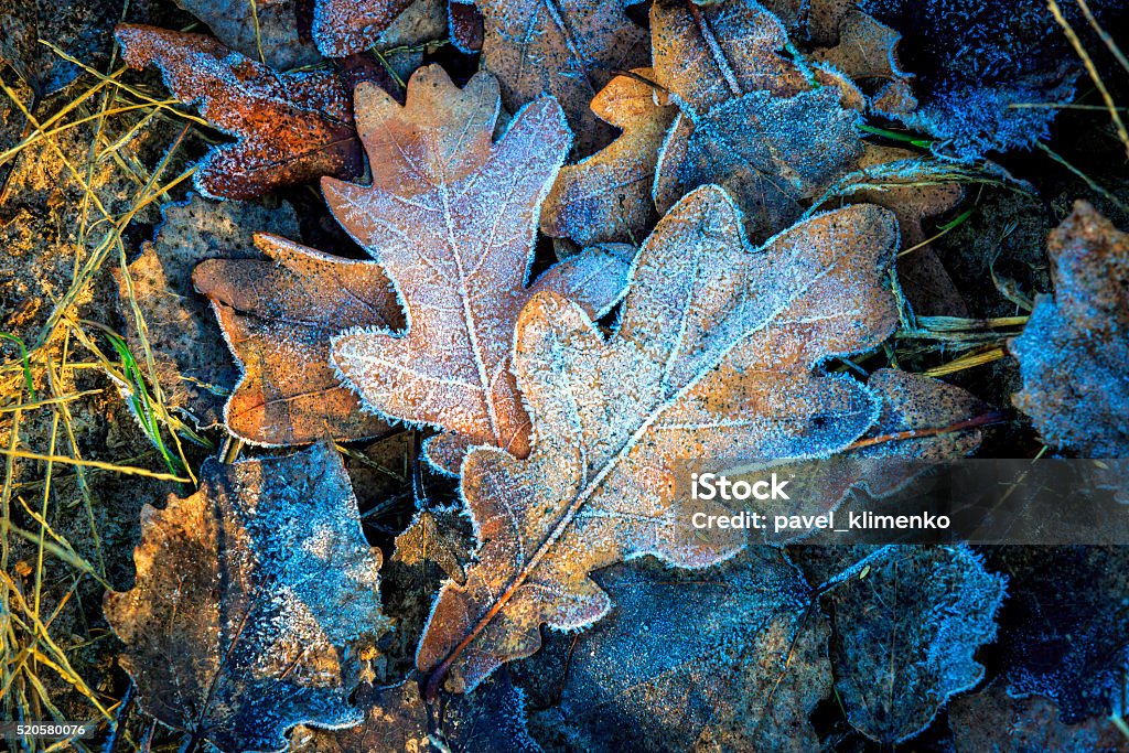 oaks leafs and first frost oaks leafs and first frost - abstract natural background Frost Stock Photo