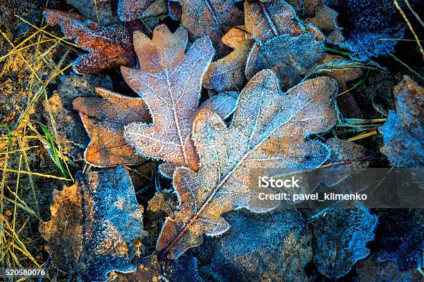 Oaks Leafs And First Frost Stock Photo - Download Image Now - Frost, Leaf, Abstract