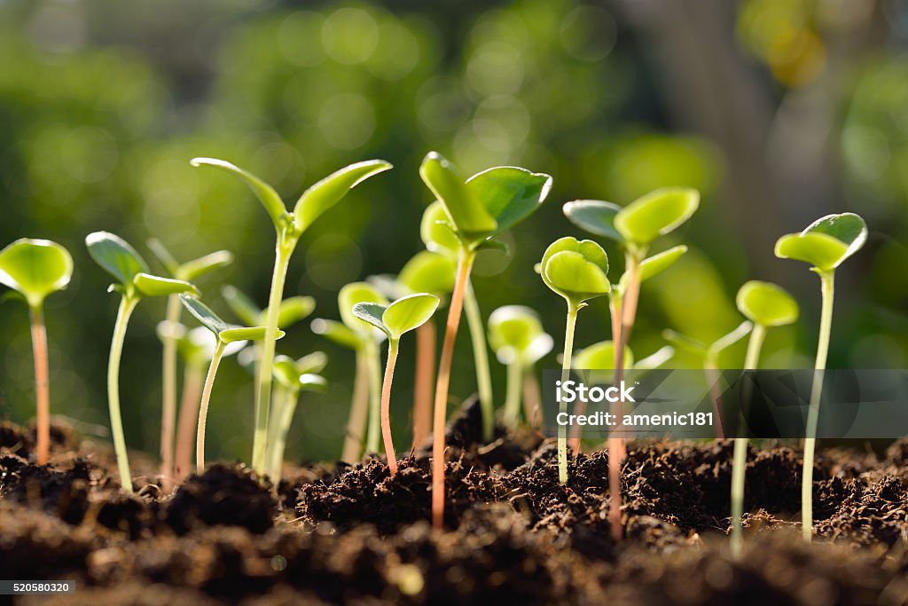 Green sprouts Green sprouts growing out from soil in the morning light Seedling Stock Photo