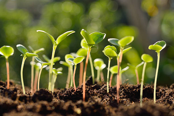 Green sprouts Green sprouts growing out from soil in the morning light sapling growing stock pictures, royalty-free photos & images