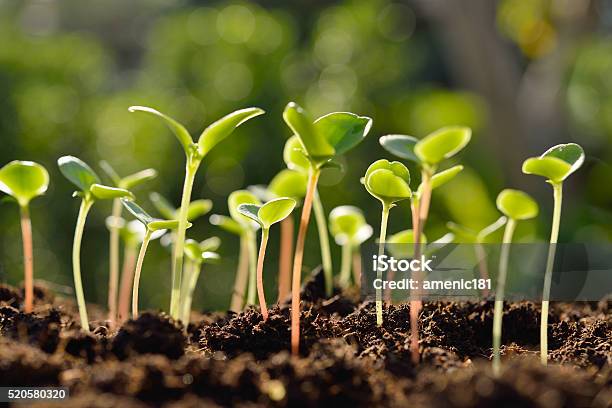 Green Sprouts Stock Photo - Download Image Now - Seedling, Seed, Growth