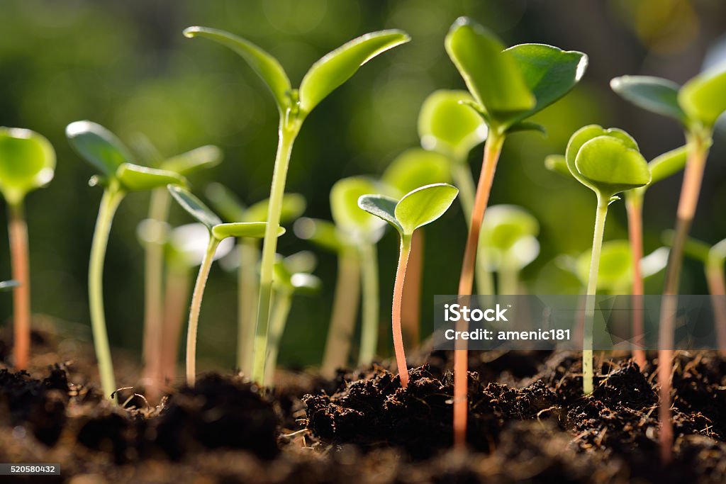 Green sprouts Green sprouts growing out from soil in the morning light Cultivated Stock Photo