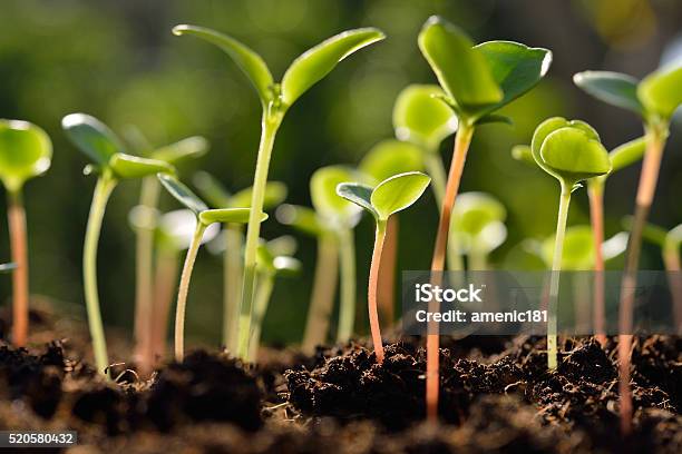 Green Sprouts Stock Photo - Download Image Now - Cultivated, Growth, Seedling