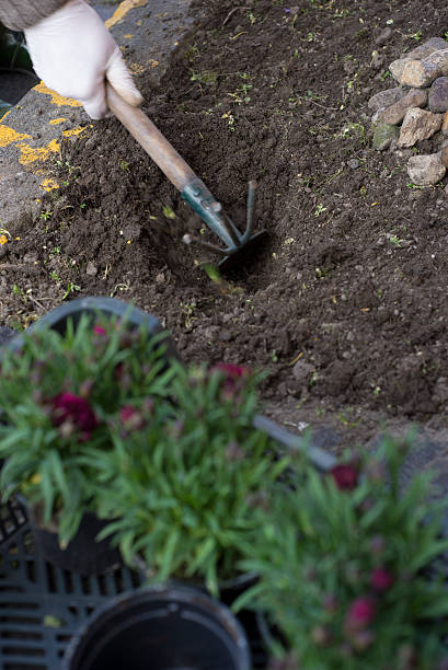 istock Middle age woman gardening 520580566