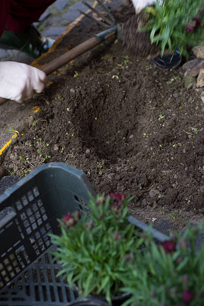 istock Middle age woman gardening 520580622