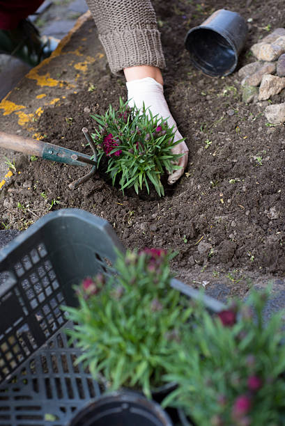 istock Middle age woman gardening 520580670
