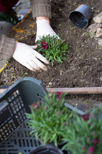 istock Middle age woman gardening 520580728