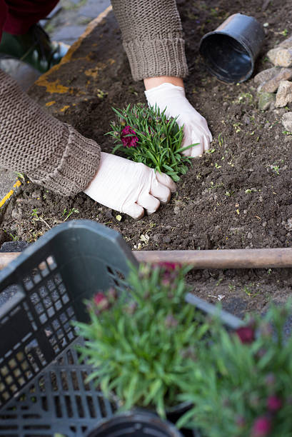 istock Middle age woman gardening 520580780