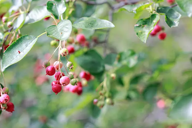 Serviceberries on tree branches also known as shadbush, saskatoon berry, Amelanchier, juneberry, sugarplum, chuckley pear,savisberry and others names. Favourite food for birds.