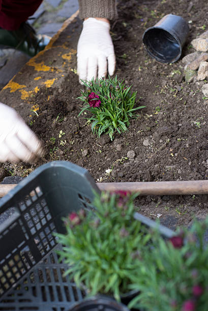 istock Middle age woman gardening 520580888